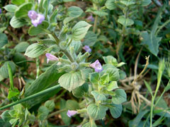 Acinos rotundifolius Acinos rotundifolius