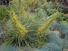 Aciphylla squarrosa Speargrass Aciphylla squarrosa Speargrass