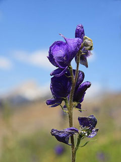 Aconitum columbianum Columbian monkshood Aconitum columbianum Columbian monkshood
