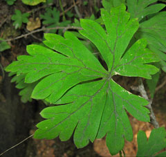 Aconitum japonicum Aconitum japonicum