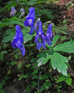 Aconitum japonicum Aconitum japonicum