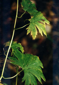 Aconitum maximum Kamchatka aconite Aconitum maximum Kamchatka aconite