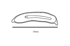 Acrotriche depressa Acrotriche depressa