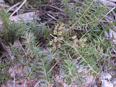 Acrotriche serrulata Honeypots Acrotriche serrulata Honeypots
