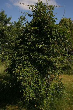 Actinidia arguta Tara Vine
