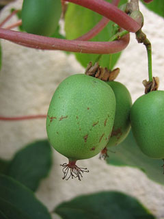 Actinidia arguta Tara Vine