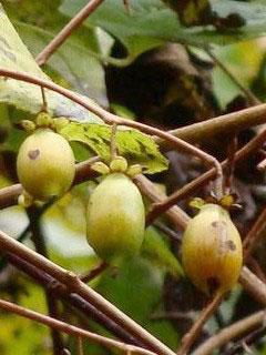Actinidia polygama Silver Vine Actinidia polygama Silver Vine