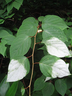 Actinidia polygama Silver Vine Actinidia polygama Silver Vine
