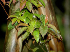 Actinidia rubricaulis Actinidia rubricaulis