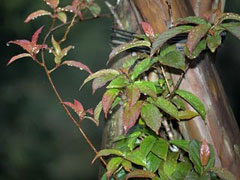 Actinidia rubricaulis Actinidia rubricaulis