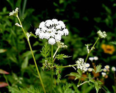 Aegopodium alpestre Aegopodium alpestre