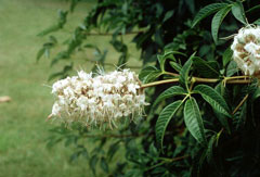 Aesculus californica Californian Buckeye, California Horsechestnut Aesculus californica Californian Buckeye, California Horsechestnut