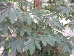 Aesculus chinensis Chinese Horse Chestnut Aesculus chinensis Chinese Horse Chestnut
