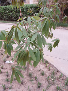 Aesculus chinensis Chinese Horse Chestnut Aesculus chinensis Chinese Horse Chestnut