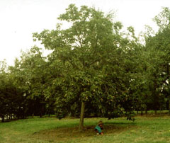 Aesculus glabra Ohio Buckeye, Fetid Buckeye Aesculus glabra Ohio Buckeye, Fetid Buckeye