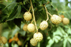 Aesculus glabra Ohio Buckeye, Fetid Buckeye Aesculus glabra Ohio Buckeye, Fetid Buckeye