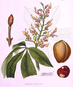 aesculus pavia Red Buckeye aesculus pavia Red Buckeye
