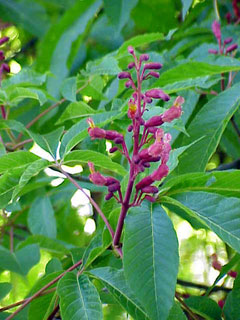 aesculus pavia Red Buckeye aesculus pavia Red Buckeye