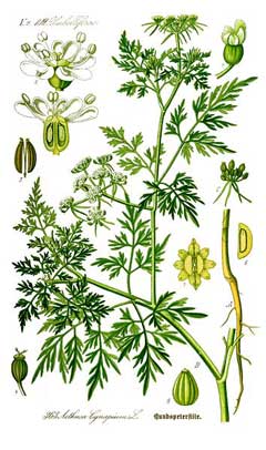 Aethusa cynapium Fool Aethusa cynapium Fool