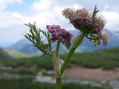 Ligusticum mutellina Mountain Lovage, Alpine lovage Ligusticum mutellina Mountain Lovage, Alpine lovage