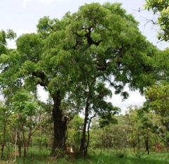 Afzelia africana African Mahogany Afzelia africana African Mahogany