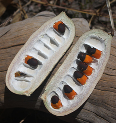 Afzelia africana African Mahogany Afzelia africana African Mahogany