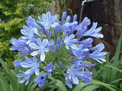 Agapanthus africanus African Lily, Lily of the nile