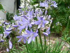 Agapanthus campanulatus Agapanthus campanulatus