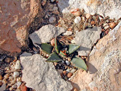 Agave utahensis Century Plant