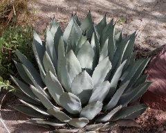 Agave palmeri Palmer’s agave Agave palmeri Palmer’s agave