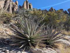 Agave palmeri Palmer’s agave Agave palmeri Palmer’s agave