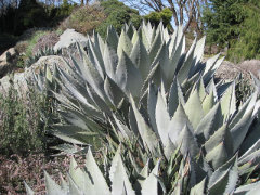 Agave palmeri Palmer’s agave Agave palmeri Palmer’s agave