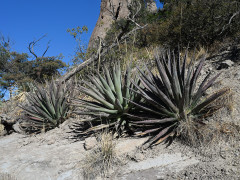 Agave palmeri Palmer’s agave Agave palmeri Palmer’s agave