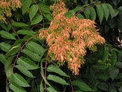 Ailanthus altissima Tree Of Heaven Ailanthus altissima Tree Of Heaven