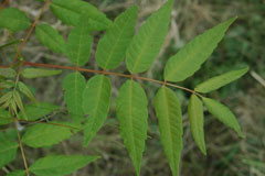 Toona sinensis Chinese Cedar