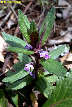 Ajuga australis Australian Bugle Ajuga australis Australian Bugle