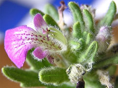 Ajuga iva Herb Ivy Ajuga iva Herb Ivy