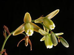 Albuca canadensis Slime Lily, Albuca Albuca canadensis Slime Lily, Albuca