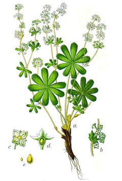 Alchemilla alpina Alpine Lady Alchemilla alpina Alpine Lady