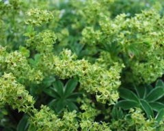 Alchemilla alpina Alpine Lady Alchemilla alpina Alpine Lady