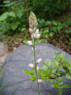 Aletris spicata Aletris spicata