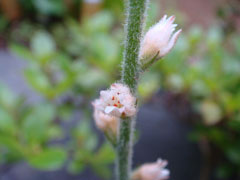Aletris spicata Aletris spicata