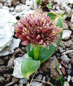 Allium akaka 