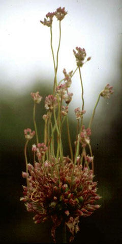 Allium_ampeloprasum Wild Leek, Broadleaf wild leek