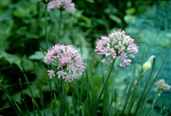 Allium canadense Canadian Garlic, Meadow garlic, Fraser meadow garlic,  Hyacinth meadow garlic