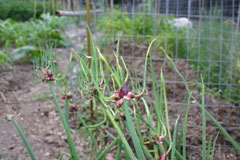 Allium cepa proliferum Tree Onion