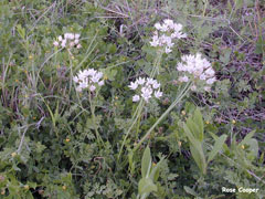 Allium Drummondii