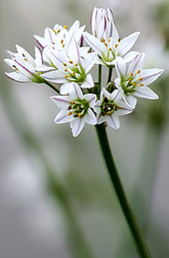 Nothoscordum gracile Slender false garlic Nothoscordum gracile Slender false garlic