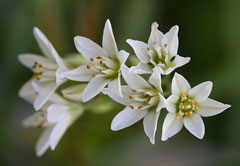 Nothoscordum gracile Slender false garlic Nothoscordum gracile Slender false garlic