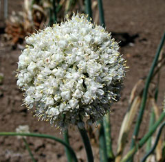 Allium galanthum Allium galanthum